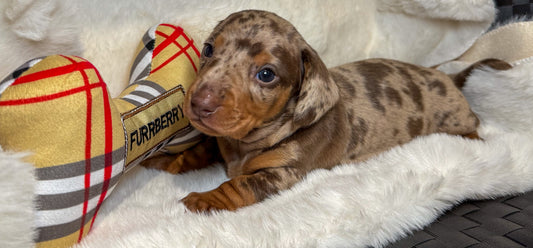 KC Registered Miniature Dachshunds